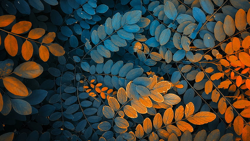 folhas de outono papel de parede HD