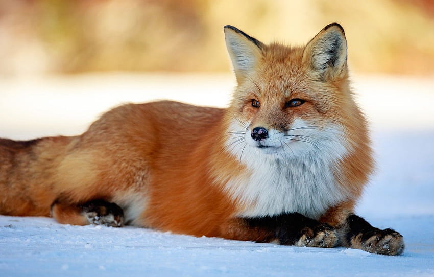 winter, look, face, snow, Beautiful Fox HD wallpaper
