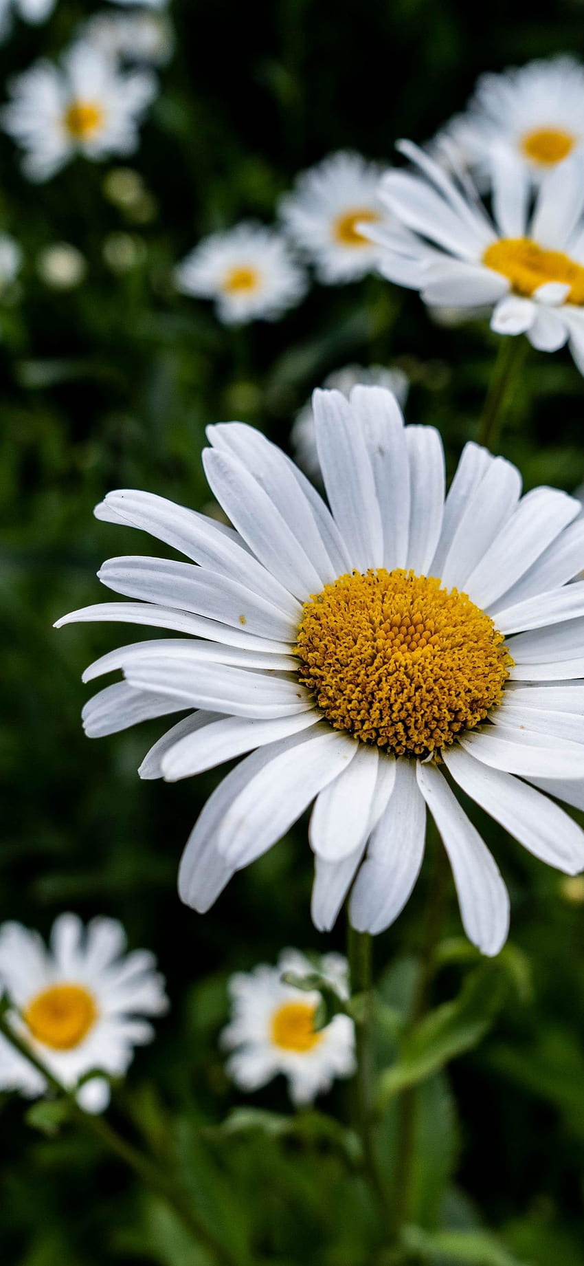 Bloom, White Daisy, Flowers, Flora, - iPhone X, Spring Daisy Tapeta na telefon HD