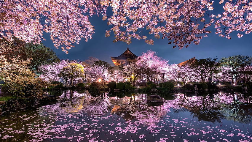 Japón, sakura, árboles, flores rosadas, noche, estanque, templo, jardín, árboles de sakura japoneses fondo de pantalla