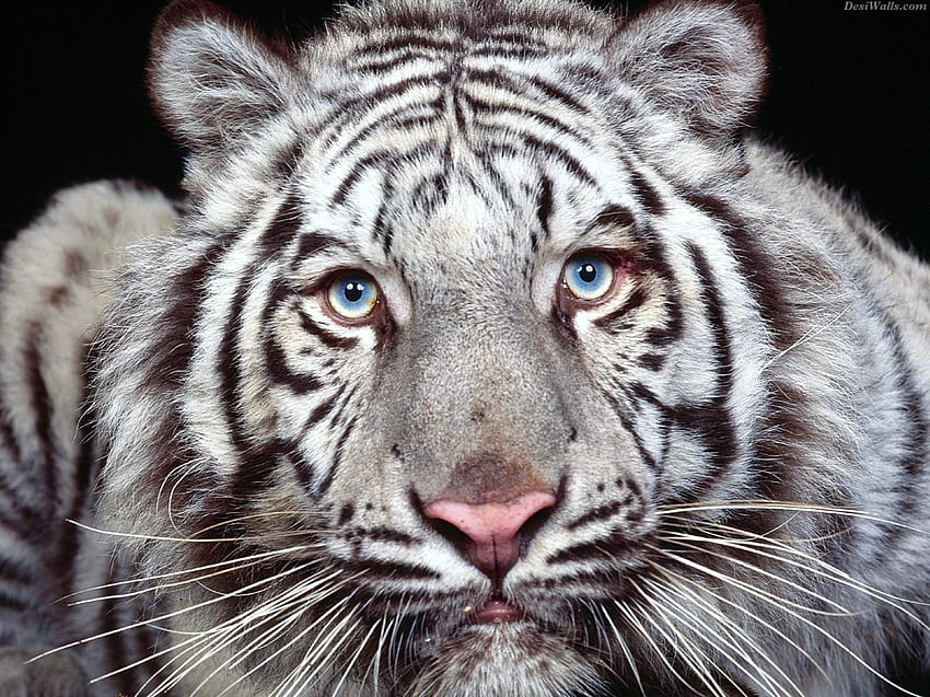 Fascino, blu, bianco, tigre, occhi, sguardo fisso Sfondo HD