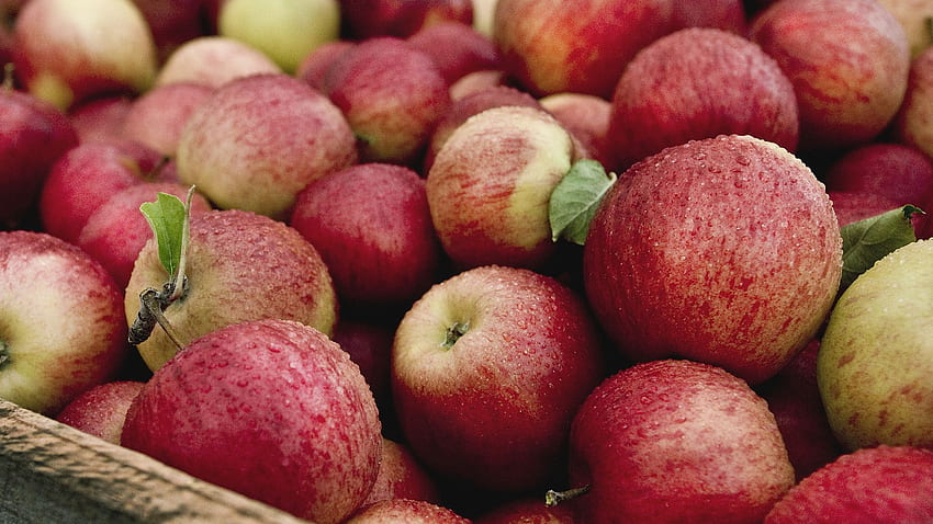 Policja aresztowała mężczyznę powiązanego z nielegalnym zbieraniem owoców, zbieraniem jabłek Tapeta HD