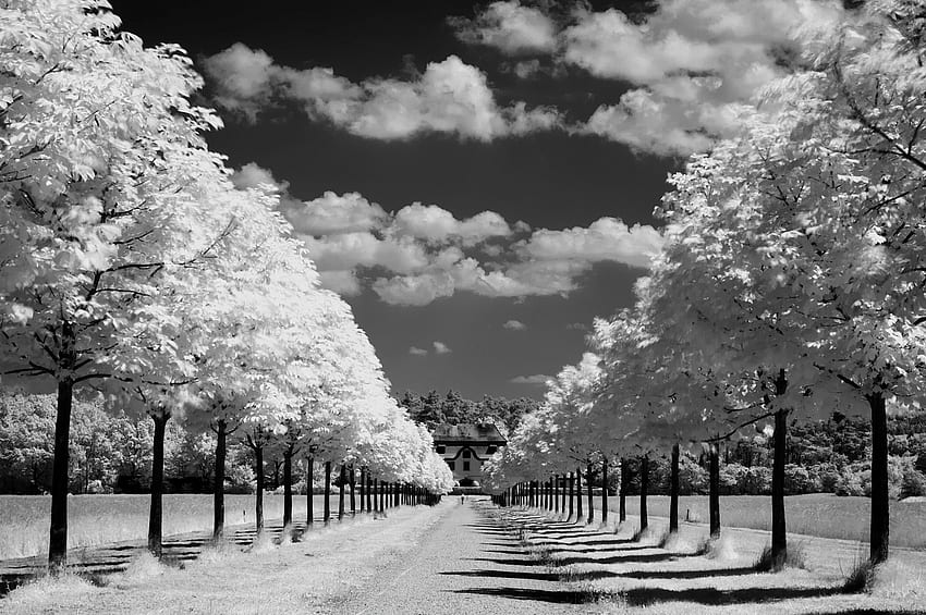 tree lined drive, white, black, graphy, house, beauty, pretty, clouds, trees, road, nature, sky HD wallpaper