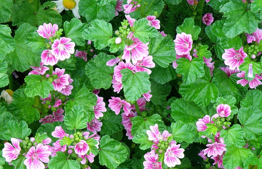 Flores, Verdes, Canteiro De Flores, Canteiro De Flores papel de parede HD