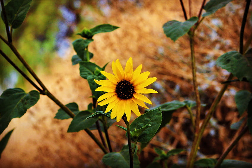 Blumen, Blätter, Blume, Unschärfe, glatt, Stiel, Stiel HD-Hintergrundbild