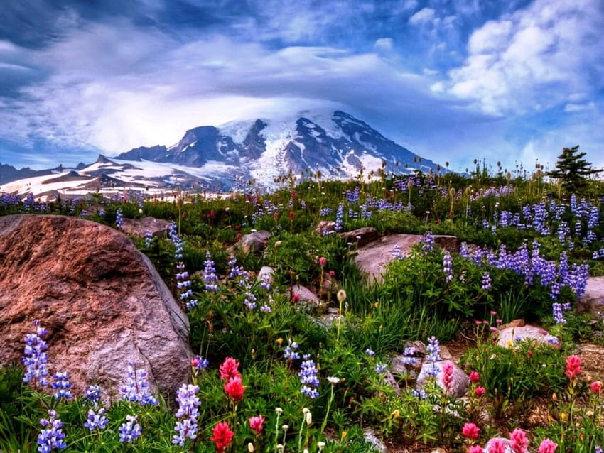 Montagna e fiori di campo, natura, carina, fiori di campo, montagna Sfondo HD