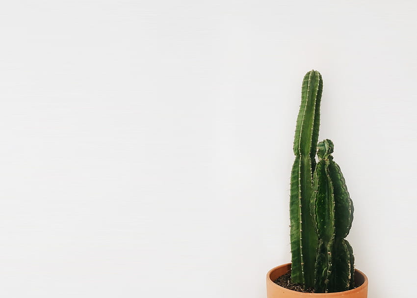 stock of cactus, cactus plant, minimal HD wallpaper