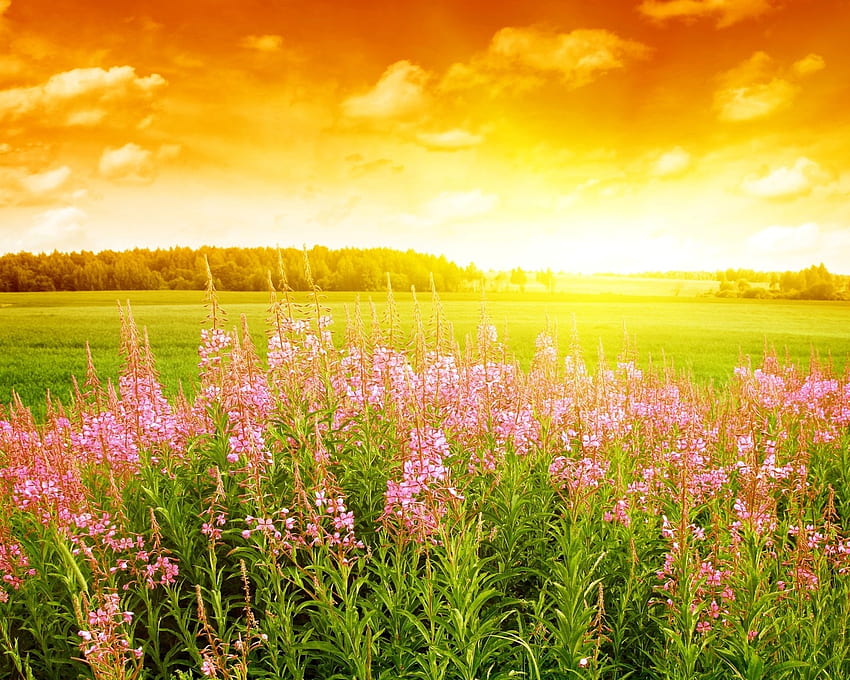 Поле с цветя, слънчева светлина, пейзаж, красиво, лято, розово, природа, сезон, поле, облаци, изглед, природа, цветя, небе, слънце HD тапет
