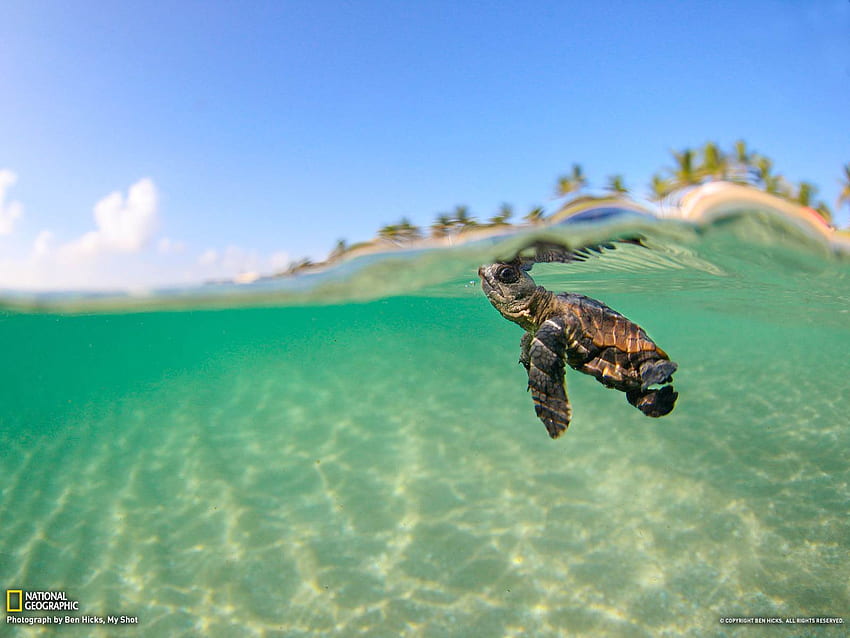 Bing Baby Turtle : : High HD wallpaper