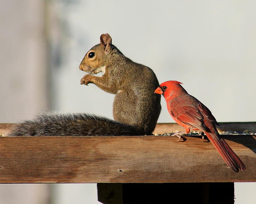 friends, bird, forest, cardinal, squirrel HD wallpaper