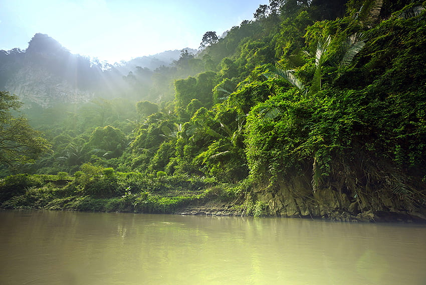 Джунгла Природа Тропици Гори река HD тапет