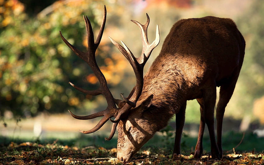 Animals, Autumn, Stroll, Deer, Horns HD wallpaper