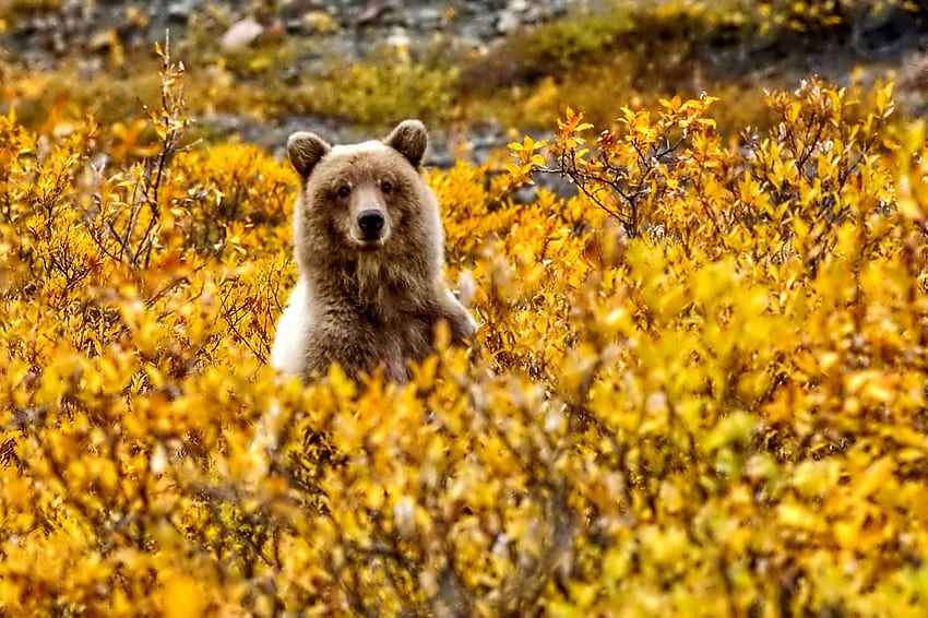 Beruang, kuning, musim gugur, musim gugur Wallpaper HD