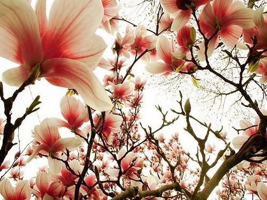 Bursting into spring, blossoms, branches, flowers, spring, red and white HD wallpaper