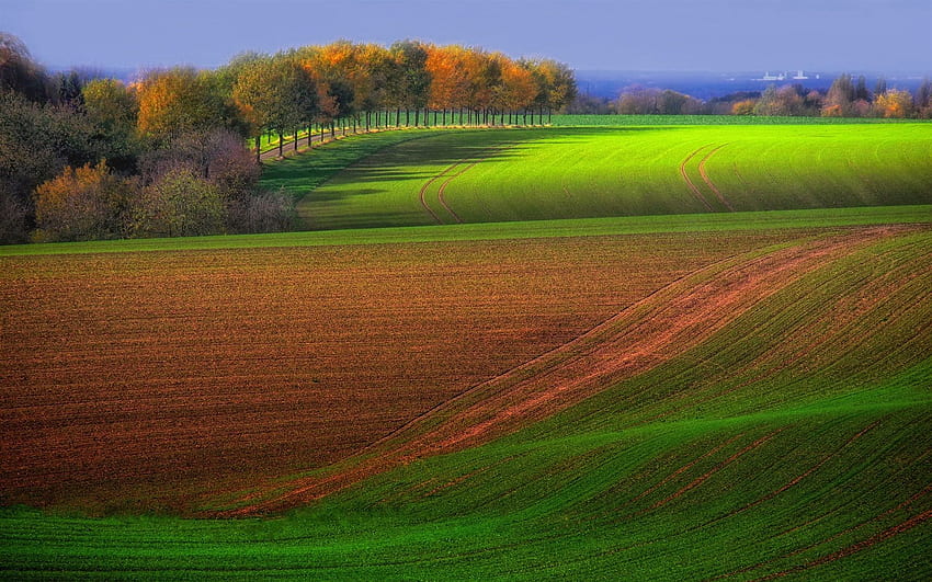 Autumn farm field, trees, green and brown, beautiful scenery HD wallpaper