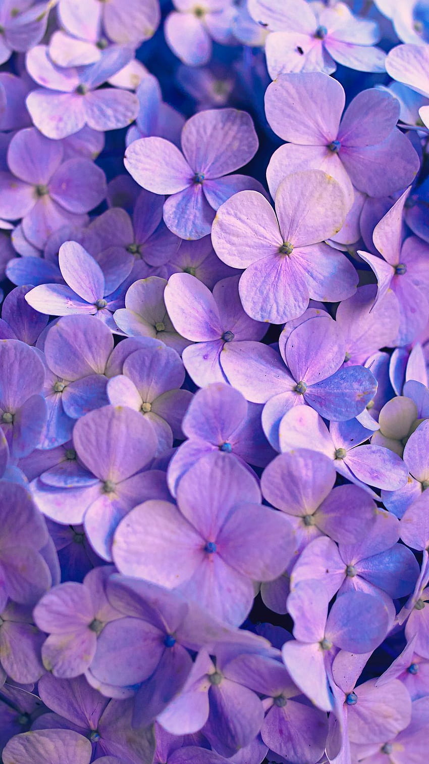 Hortensja, kwiaty, płatki, fioletowy iphone 8 7 6s 6 na tle paralaksy Tapeta na telefon HD