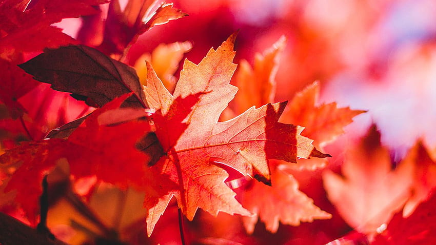Autumn Maple , Canada Maple Leaf HD wallpaper