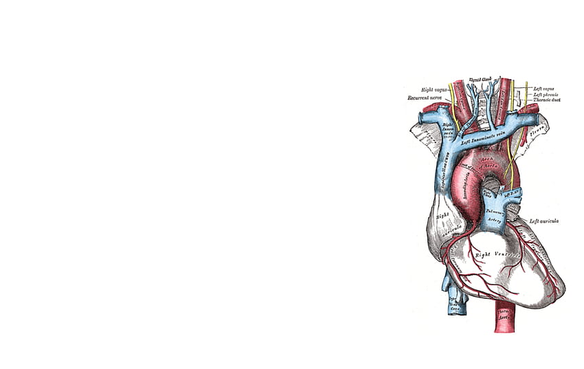 Cardiovascular System HD wallpaper