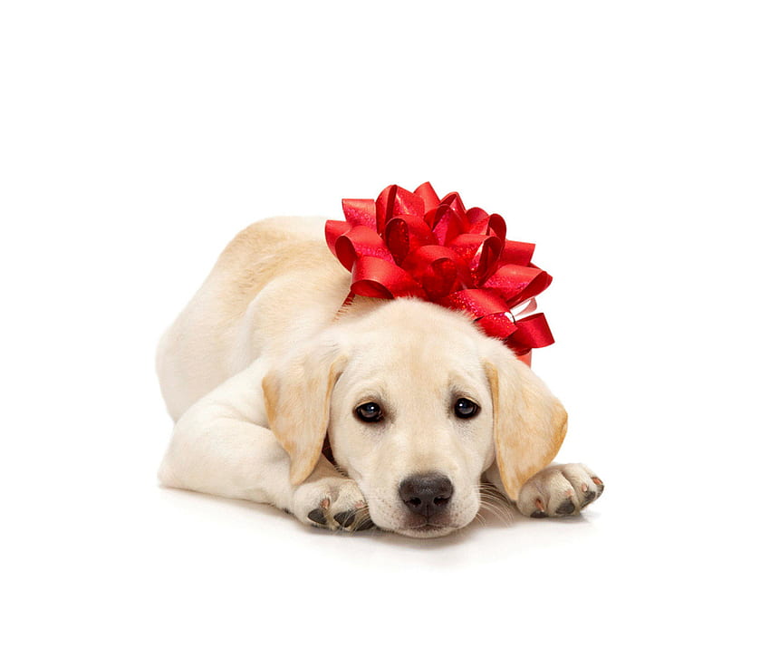 puppy and bow, dog, cute, puppy, bow HD wallpaper