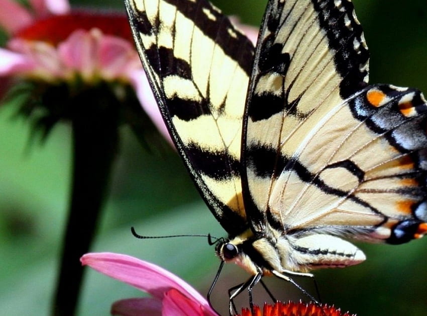 SCHMETTERLING, Blumen, Insekten, Flügel, Blütenblätter HD-Hintergrundbild