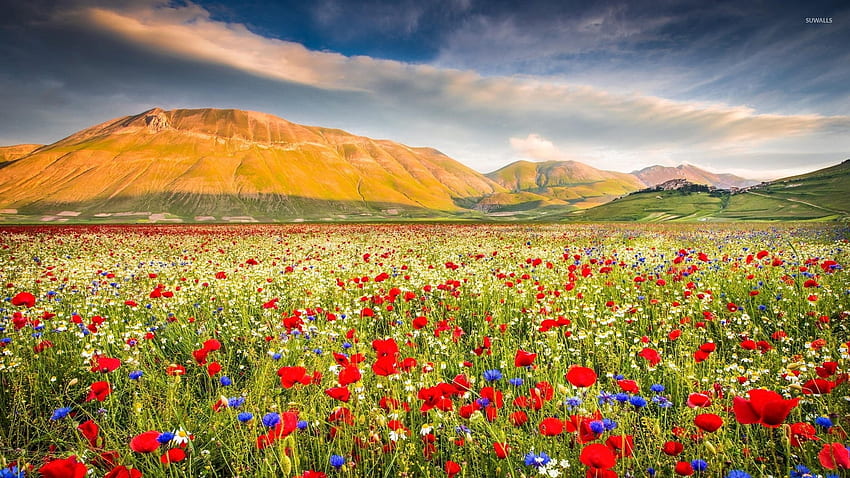 Poppy field near the rusty mountains jpg HD wallpaper