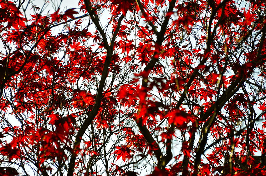 Natura, Foglie, Legno, Albero, Rami, Acero Sfondo HD