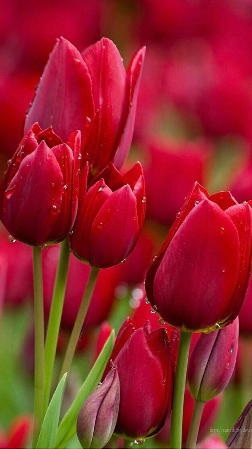 ดอกไม้สวยๆ ดอกทิวลิปสีแดง วอลล์เปเปอร์โทรศัพท์ HD