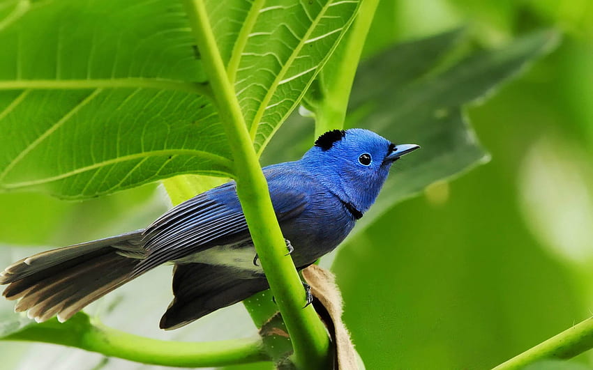 Blue bird, blue, life, bird, forest HD wallpaper