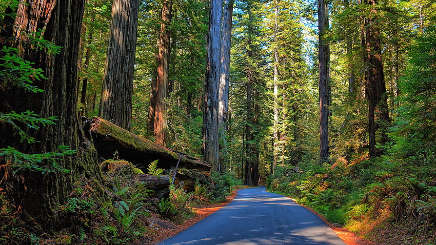 Redwood Forest Ultra 및 배경, Ultra Nature를 통과하는 도로 HD 월페이퍼