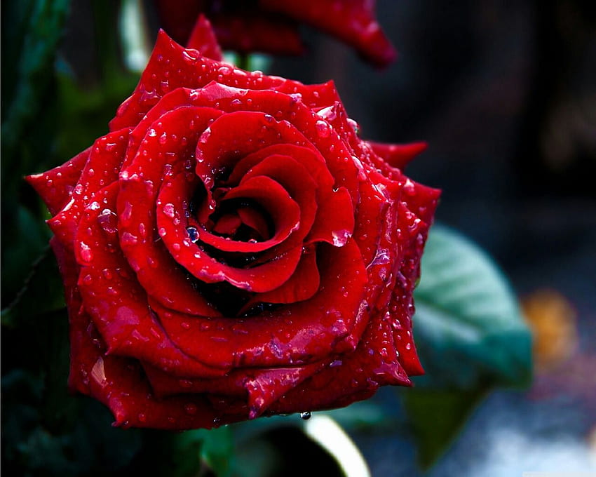 花愛好家のための花 あなたの、モバイル & タブレットのための花の赤いバラ []。 フローラル ローズを探索します。 バラの花、フラワー ローズ 2016、壁のバラ 高画質の壁紙