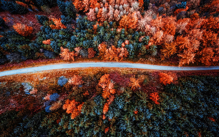 dry forest, , aerial view, road, fir trees, drought, coniferous forest, beautiful nature, forest road, forest HD wallpaper