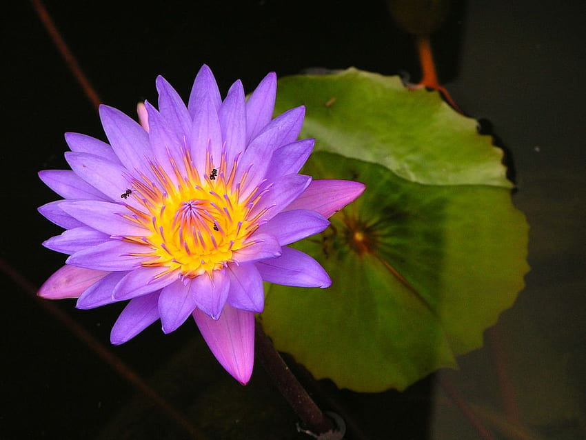 Flower , , , Tattoos and Background : Purple Lotus Flower HD wallpaper