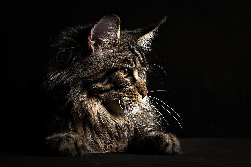 Coon Hunting, Black Maine Coon HD wallpaper