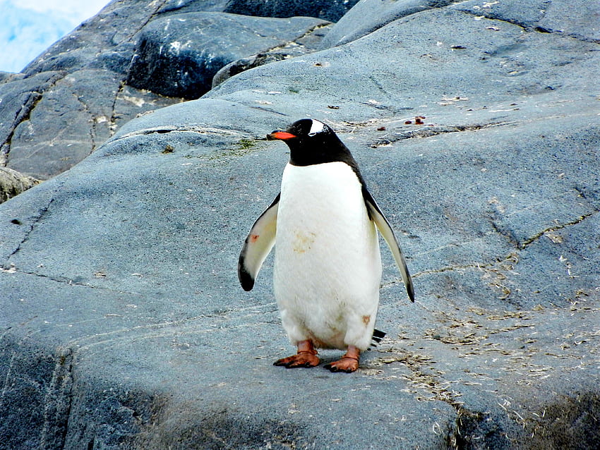 Animaux, Pierres, Oiseau, Pingouin Fond d'écran HD