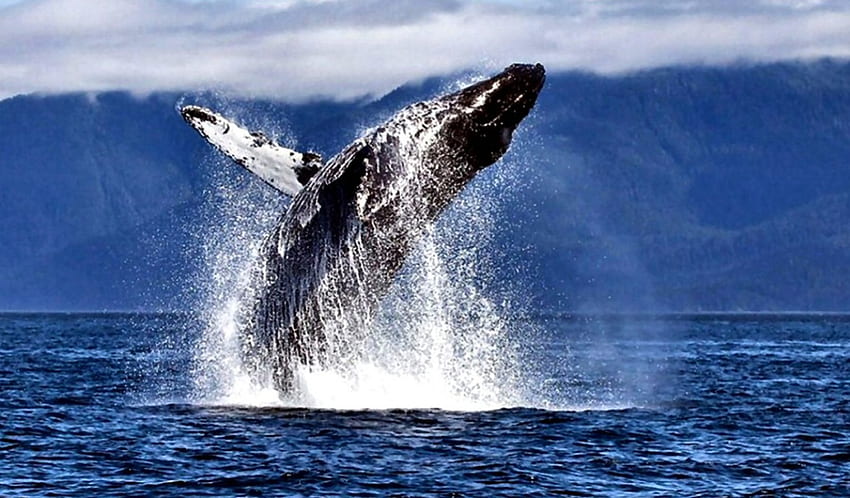 Baleia Jubarte 1, baleia, mar, grafia, paisagem, cenário, tela larga, vida selvagem, natureza, oceano papel de parede HD