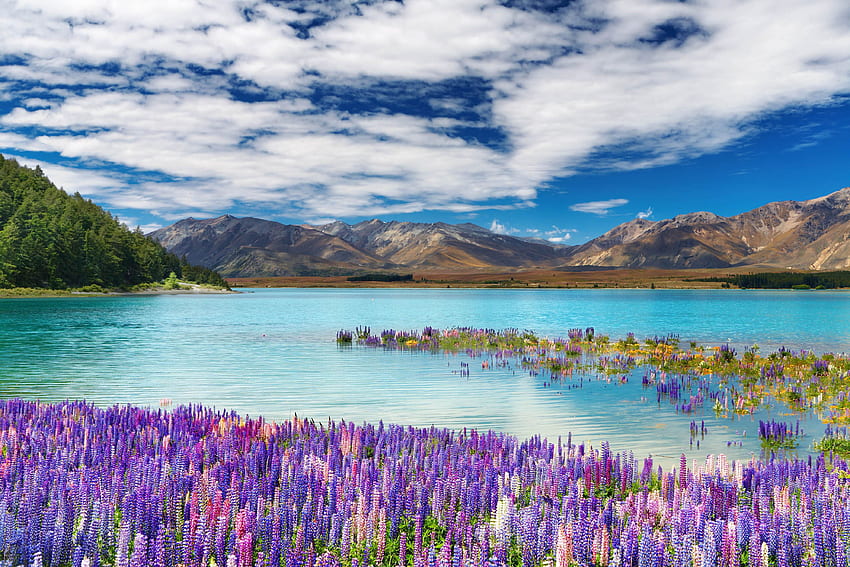 Lake Tekapo Town in the South Island New Zealand Spring Flowers HD wallpaper