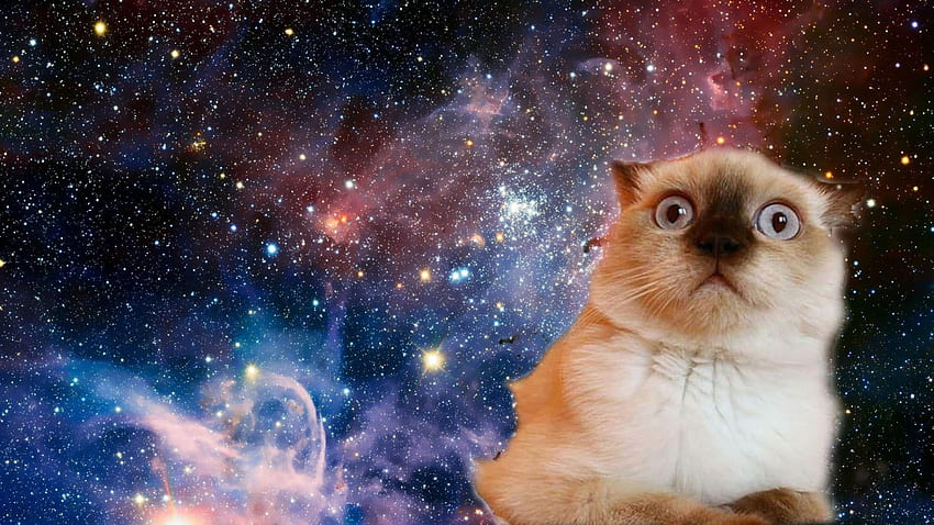 Kedi , uzay, komik, kafası karışmış, yüz, yıldızlar, memeli, evcil hayvan, evcil • Sizin İçin ve Mobil Cihazlar İçin, 3D Uzay Kedisi HD duvar kağıdı