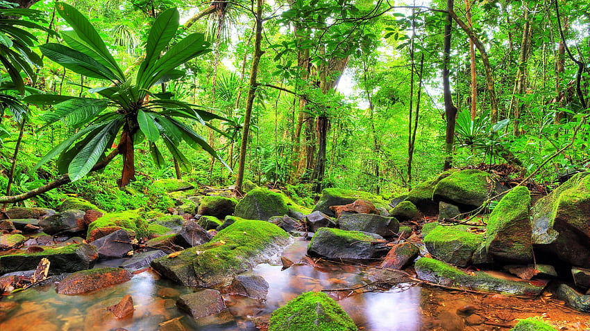Paesaggio tropicale esotico Giungla flusso pietre rocce con muschio verde, paesaggio del Madagascar Sfondo HD