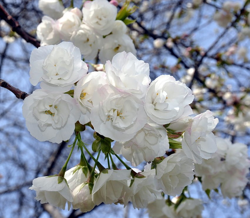 ความมหัศจรรย์แห่งสีขาว ฟ้า ขาว สวย ต้นไม้งาม ดอกไม้ กิ่งก้าน ท้องฟ้า ดอก วอลล์เปเปอร์ HD