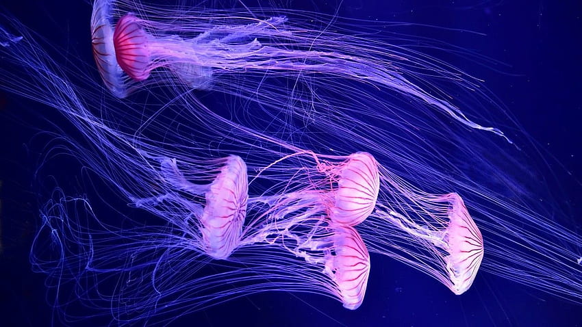 Jellyfish, Deep sea, Underwater, , Animals, Cute Jellyfish HD wallpaper