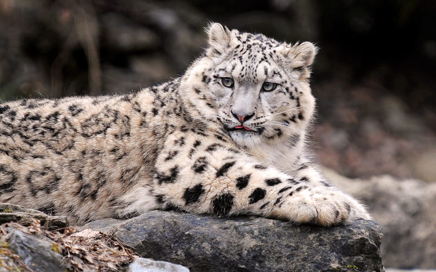 Animals, Snow Leopard, To Lie Down, Lie, Predator, Thick, Fat HD wallpaper
