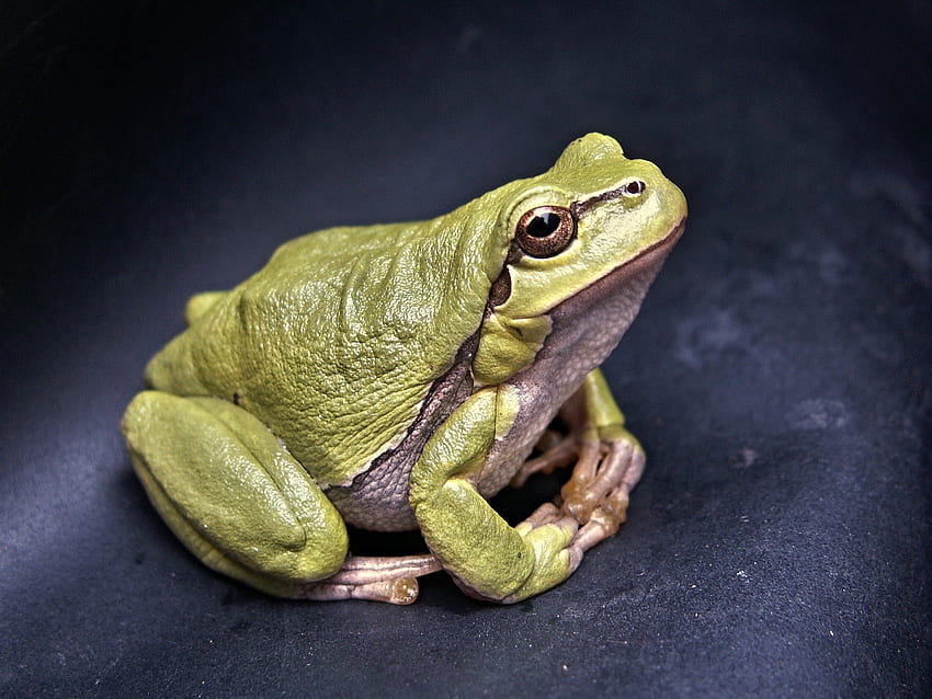 Animals, Frog, Amphibian HD wallpaper