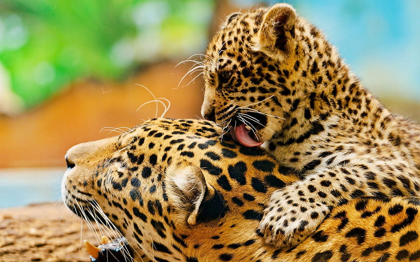 Animals, Leopards, Young, Couple, Pair, Joey, Lick Your Lips, Licking HD wallpaper