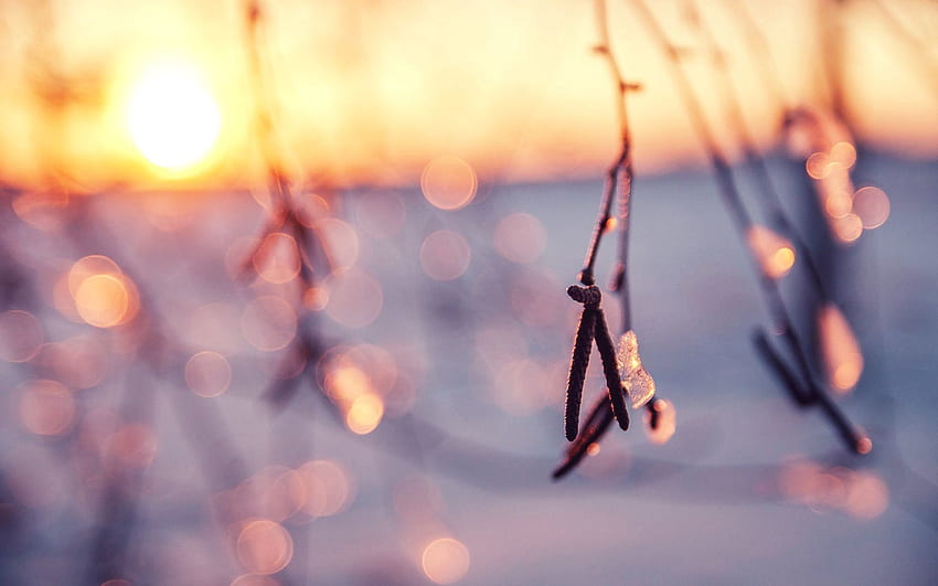 ฤดูหนาว น้ำแข็ง หิมะ มาโคร ส่องแสง แสง กิ่งไม้ แสงแดด วอลล์เปเปอร์ HD