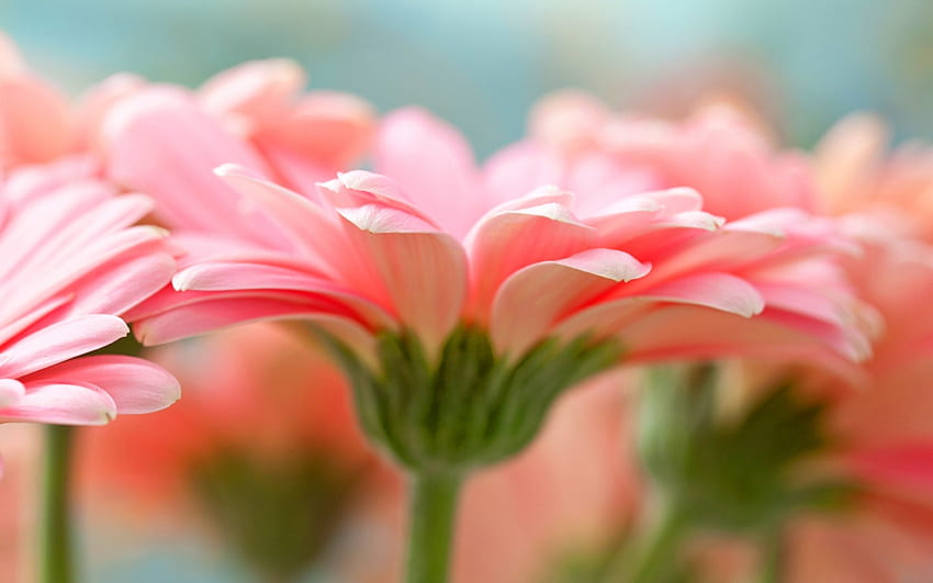 Gerberas, asters, pink, nature, flowers, macro HD wallpaper