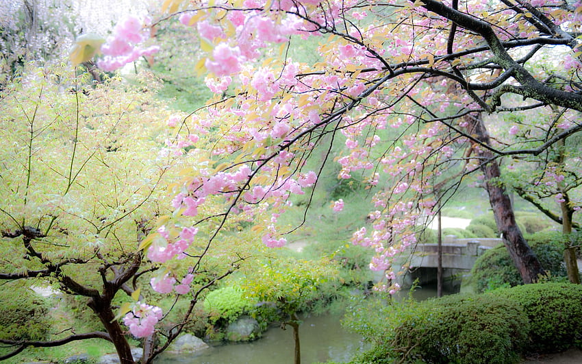 езерце бамбук лотос дзен градина - Градини. пейзажи, Zen Cherry Blossom HD тапет