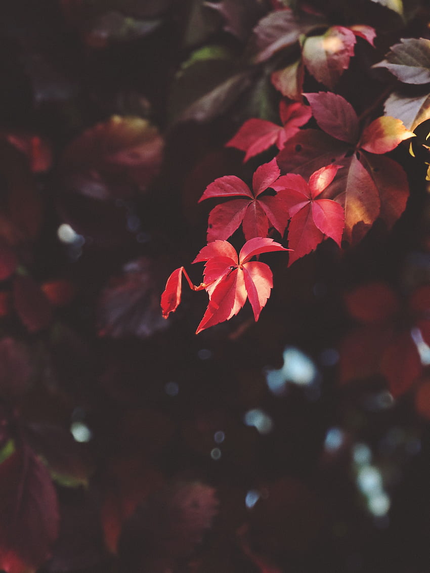 Leaves, Plant, Macro, Blur, Smooth, Branch HD phone wallpaper