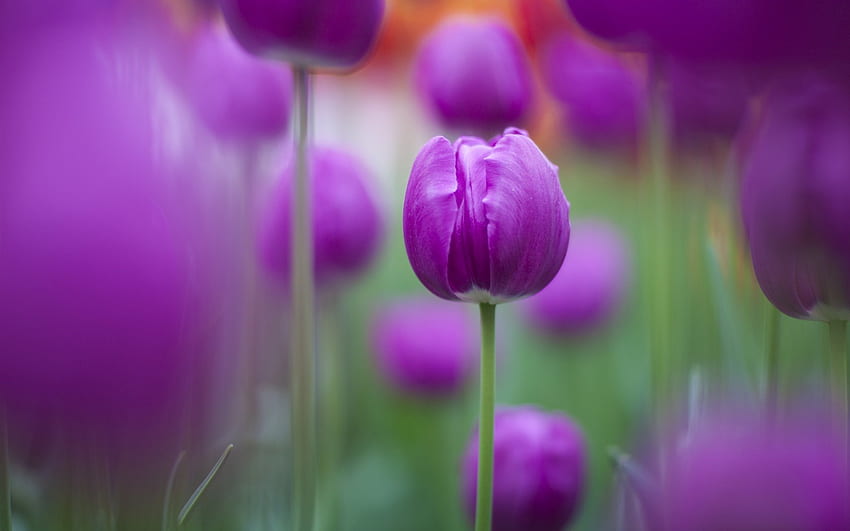 Purple Focus Kwiaty Natura w kwiatach rośliny [] dla Twojego telefonu komórkowego i tabletu. Poznaj fioletową naturę. Fioletowy i niebieski, fioletowy, fioletowy natura Tapeta HD