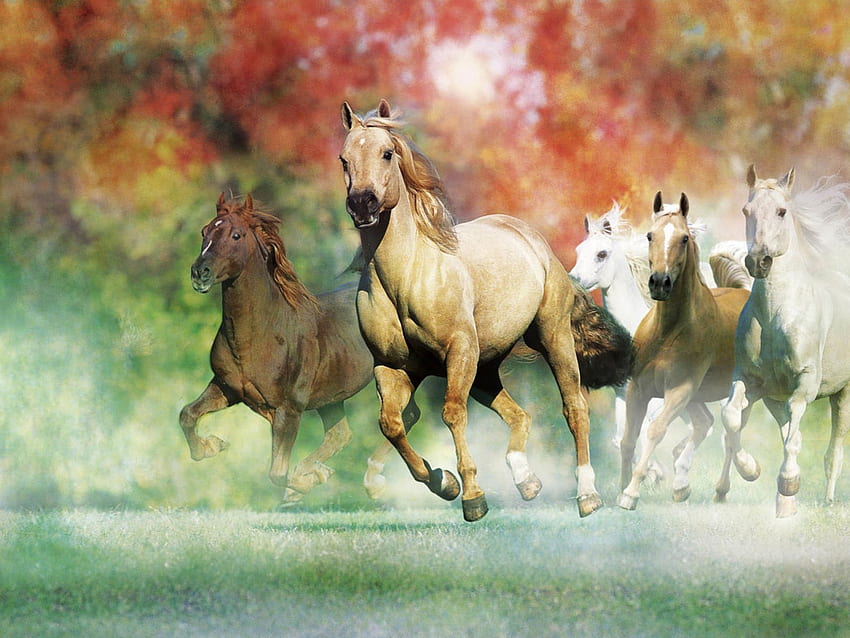 Galloping Horses For HD wallpaper