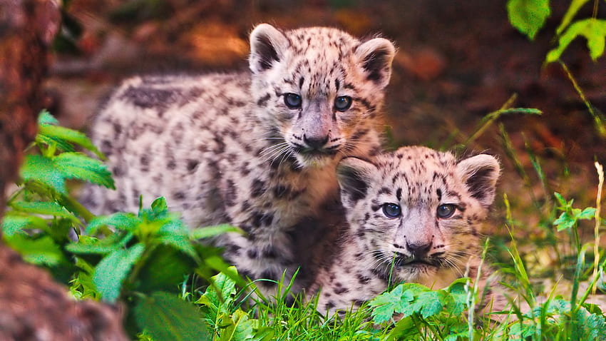 Hermanos leopardo de las nieves, dulce, leopardo, grafía, animales, nieve, gatos, hermanos, lindo fondo de pantalla